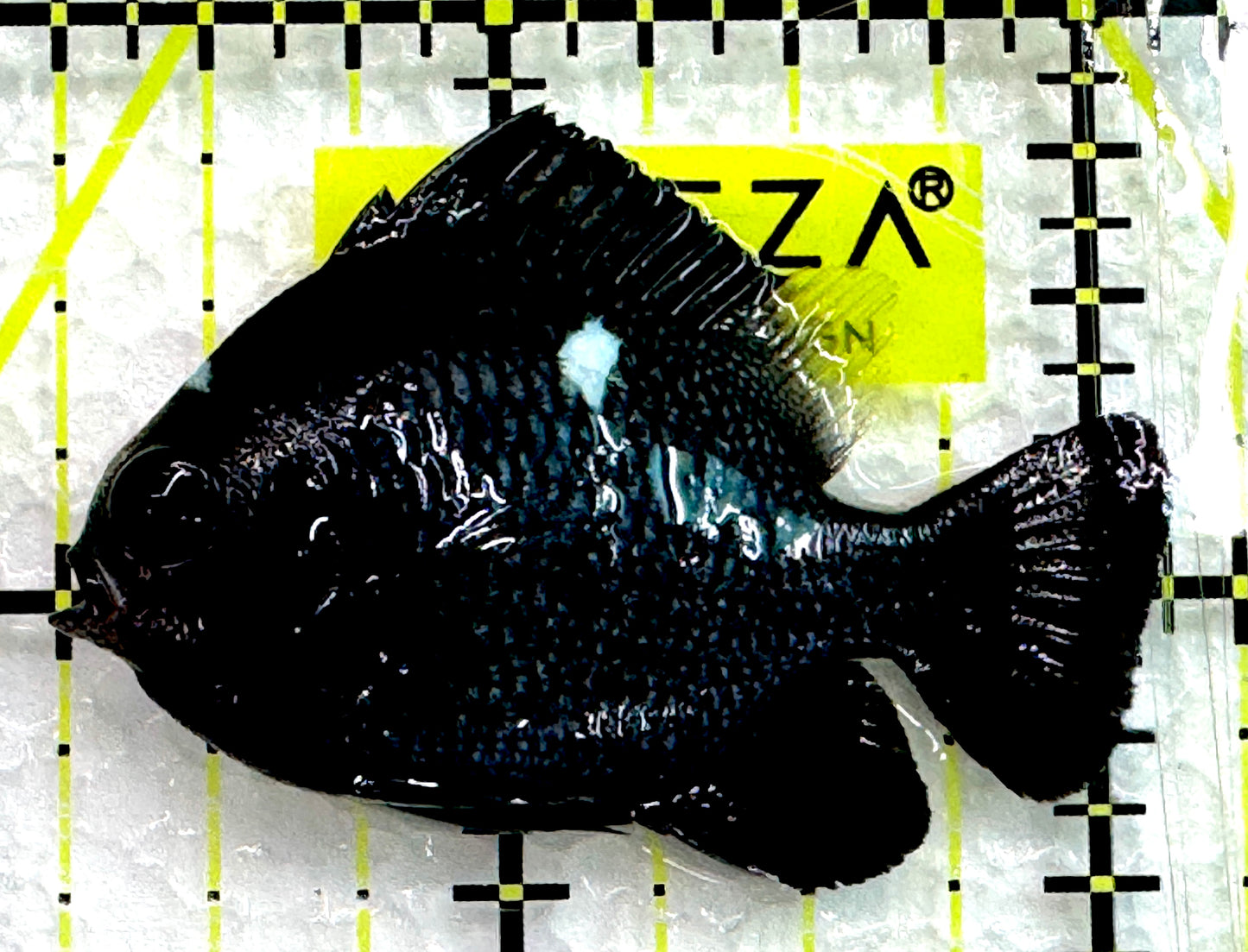 Domino Damselfish DD062601 WYSIWYG Size: XL 2" approx