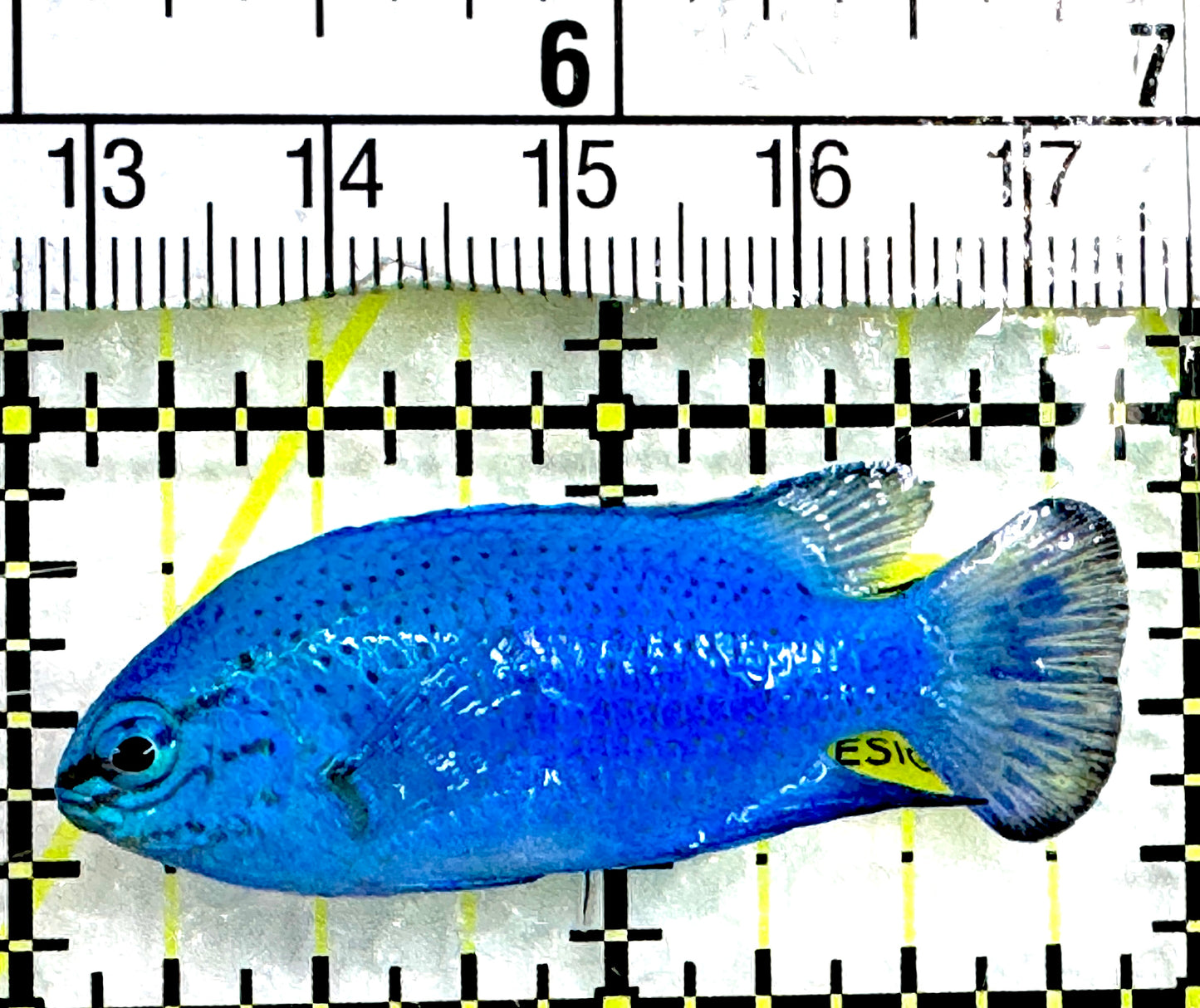 Blue Damselfish BD062601 WYSIWYG Size: S 2" approx