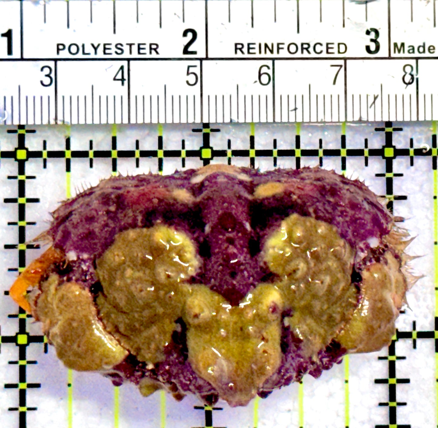 Pink and Yellow Warty Shame Face Crab (Species unknown)