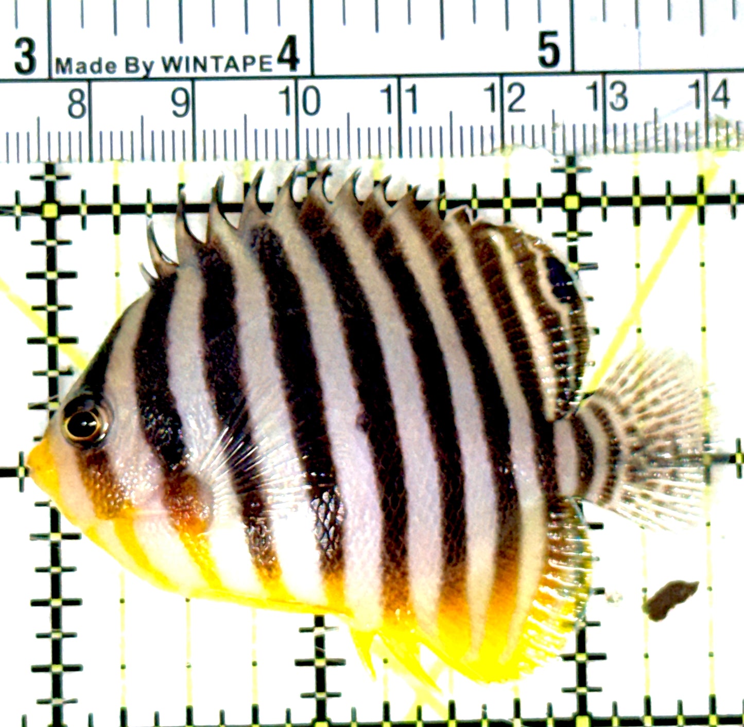 Multibar Angelfish MA051802 WYSIWYG Size: XL 2.5" approx