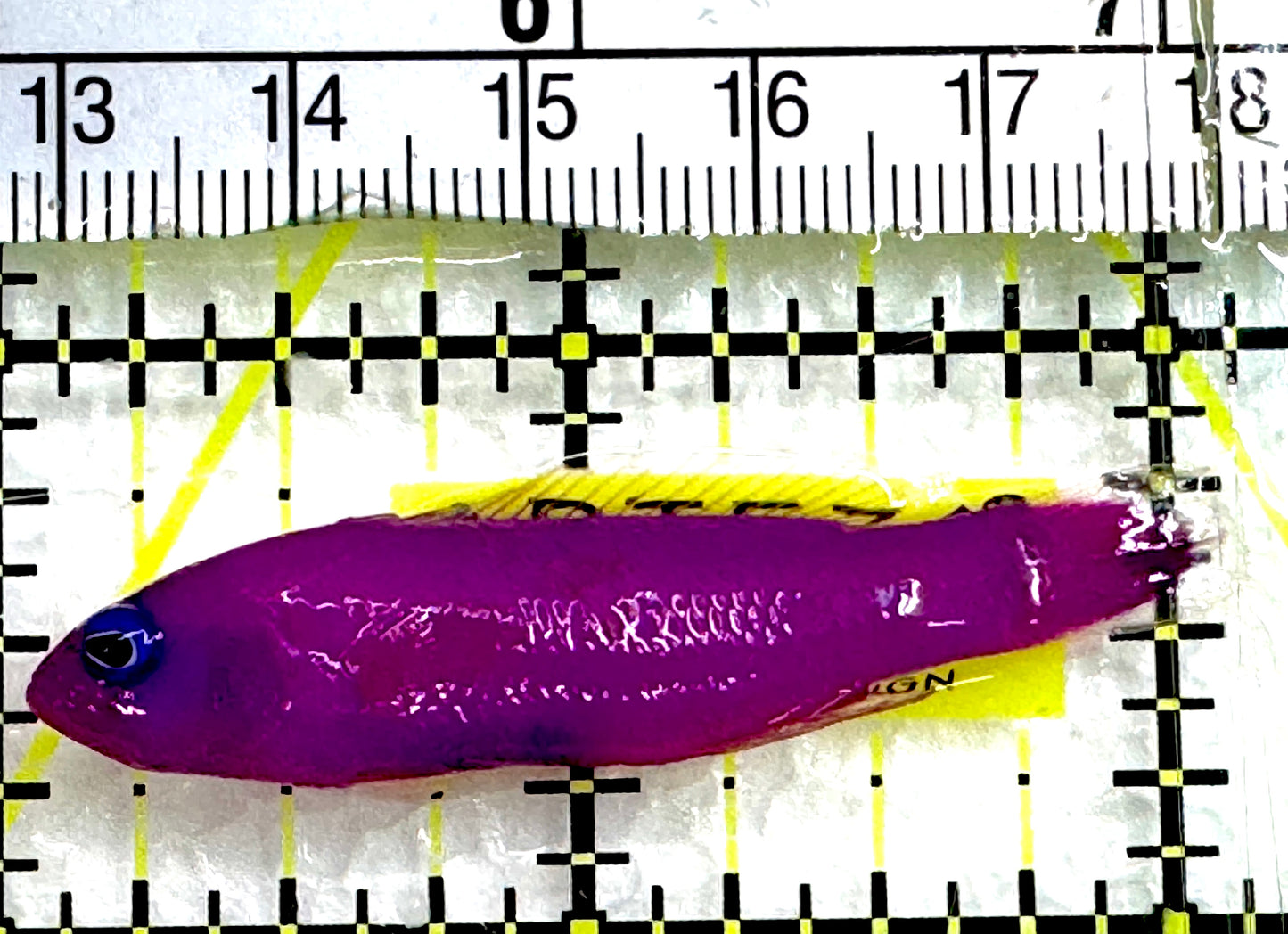 Strawberry Dottyback SD062601 WYSIWYG Size: S 2" approx