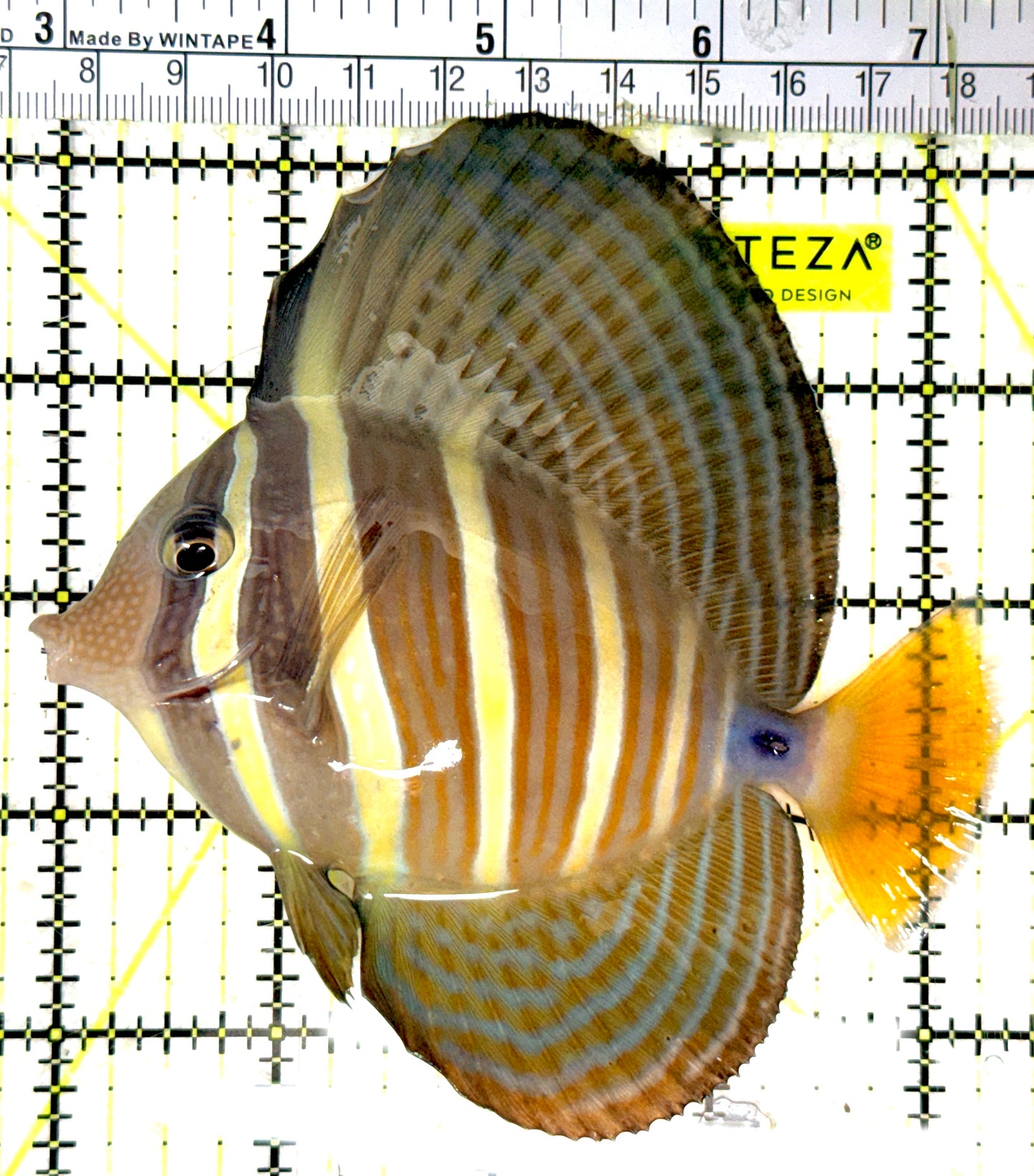 Sailfin Tang ST051905 WYSIWYG Size: L 4.5" approx