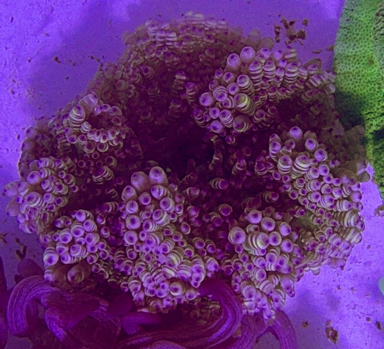 Sand Anemone SA072701 WYSIWYG Size: S 2" to 4"