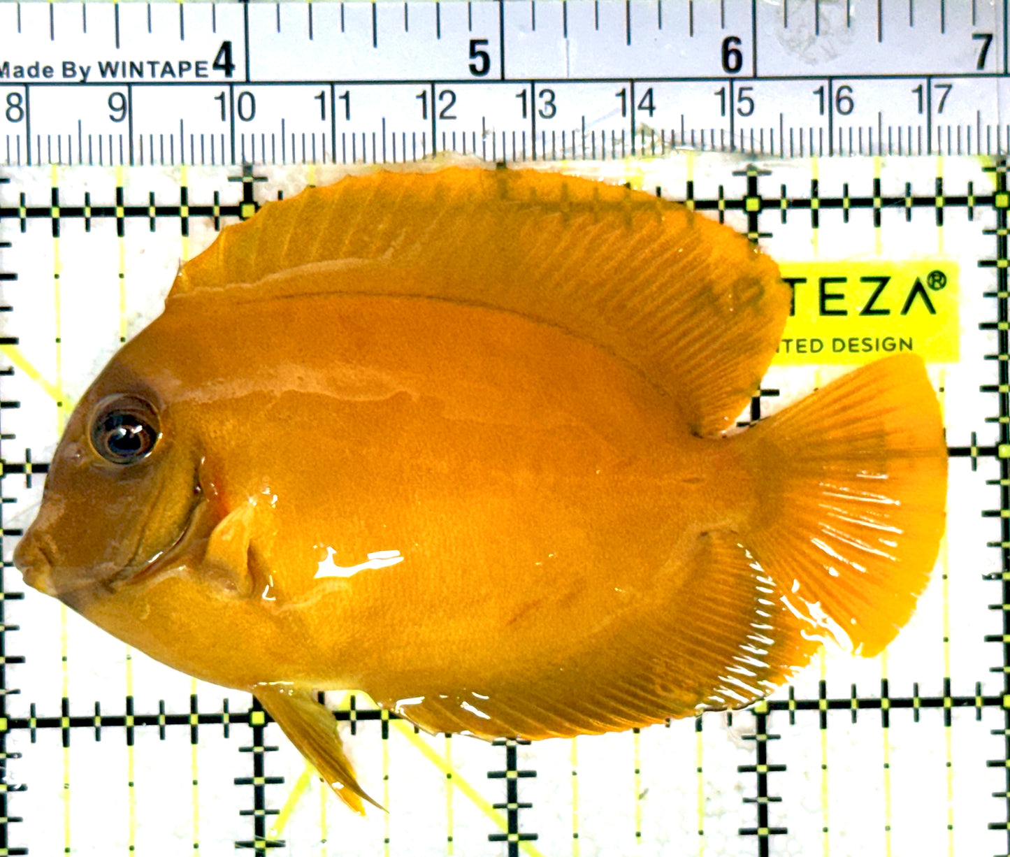 Chocolate Tang (Yellow Mimic when Juvenile) CT052001 WYSIWYG Size: M 3.75" approx