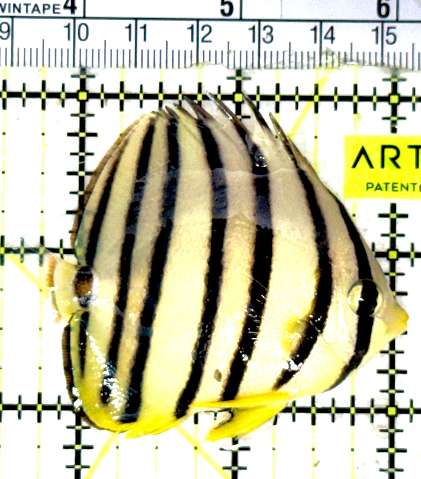 Eight Band Butterflyfish EBB051801 WYSIWYG Size: M 2.5" approx