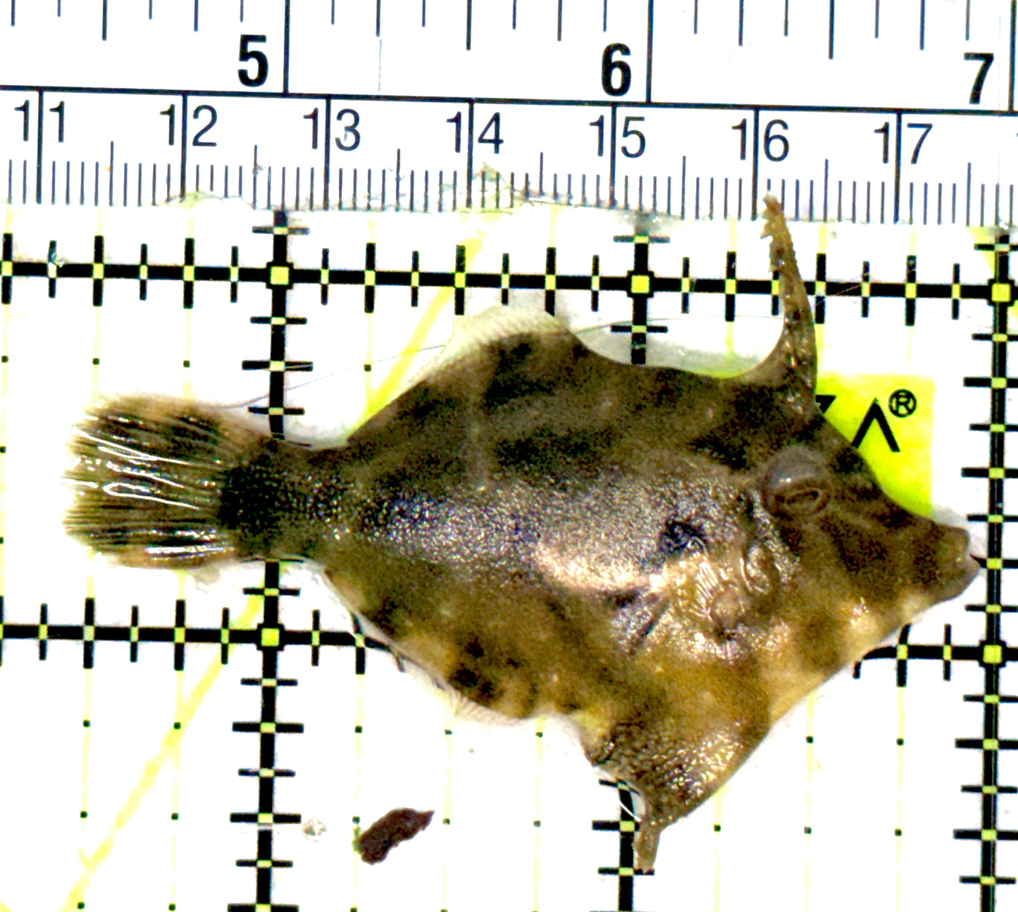 Aiptasia Eating Filefish AEF051801 WYSIWYG Size: M 2.5" approx