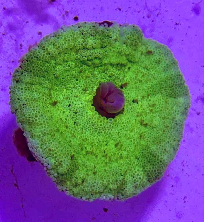 Green Carpet Anemone (Haddoni) GCA072701 WYSIWYG Size: M 3" to 5"