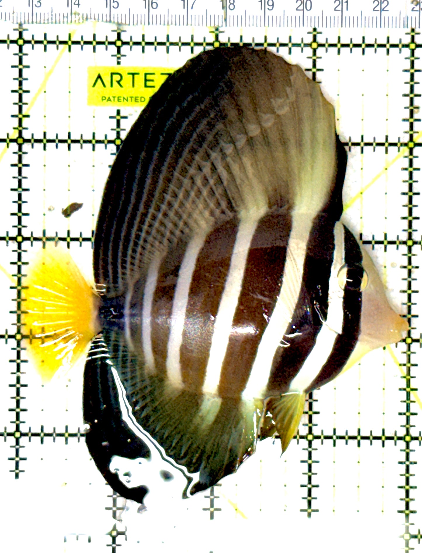 Sailfin Tang ST051902 WYSIWYG Size: L 4" approx