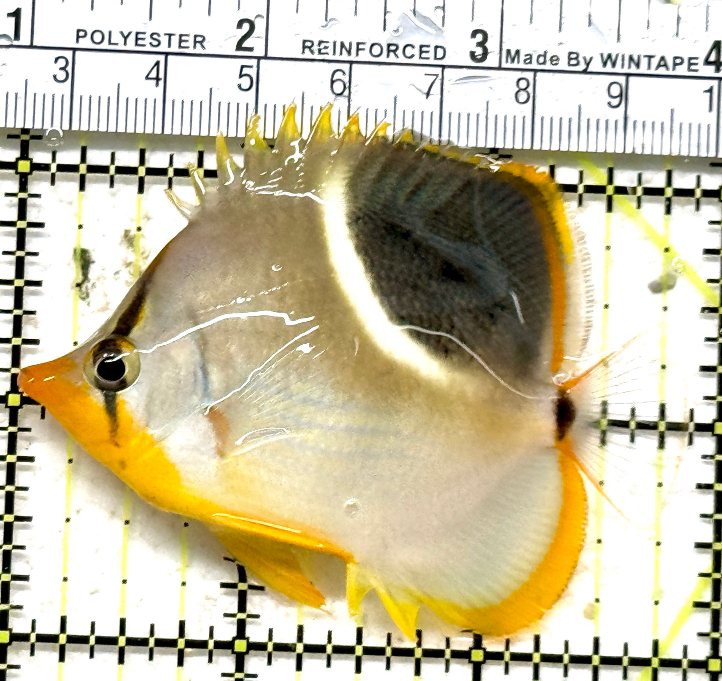 Saddleback Butterflyfish SB071301 WYSIWYG Size: M 2.75" approx