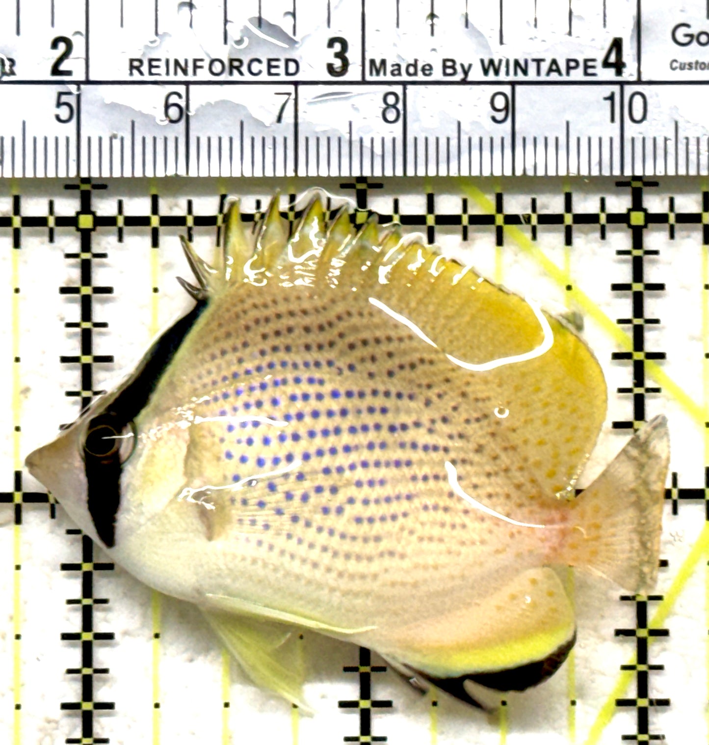Citron Butterflyfish CB071301 WYSIWYG Size: M 2.5" approx
