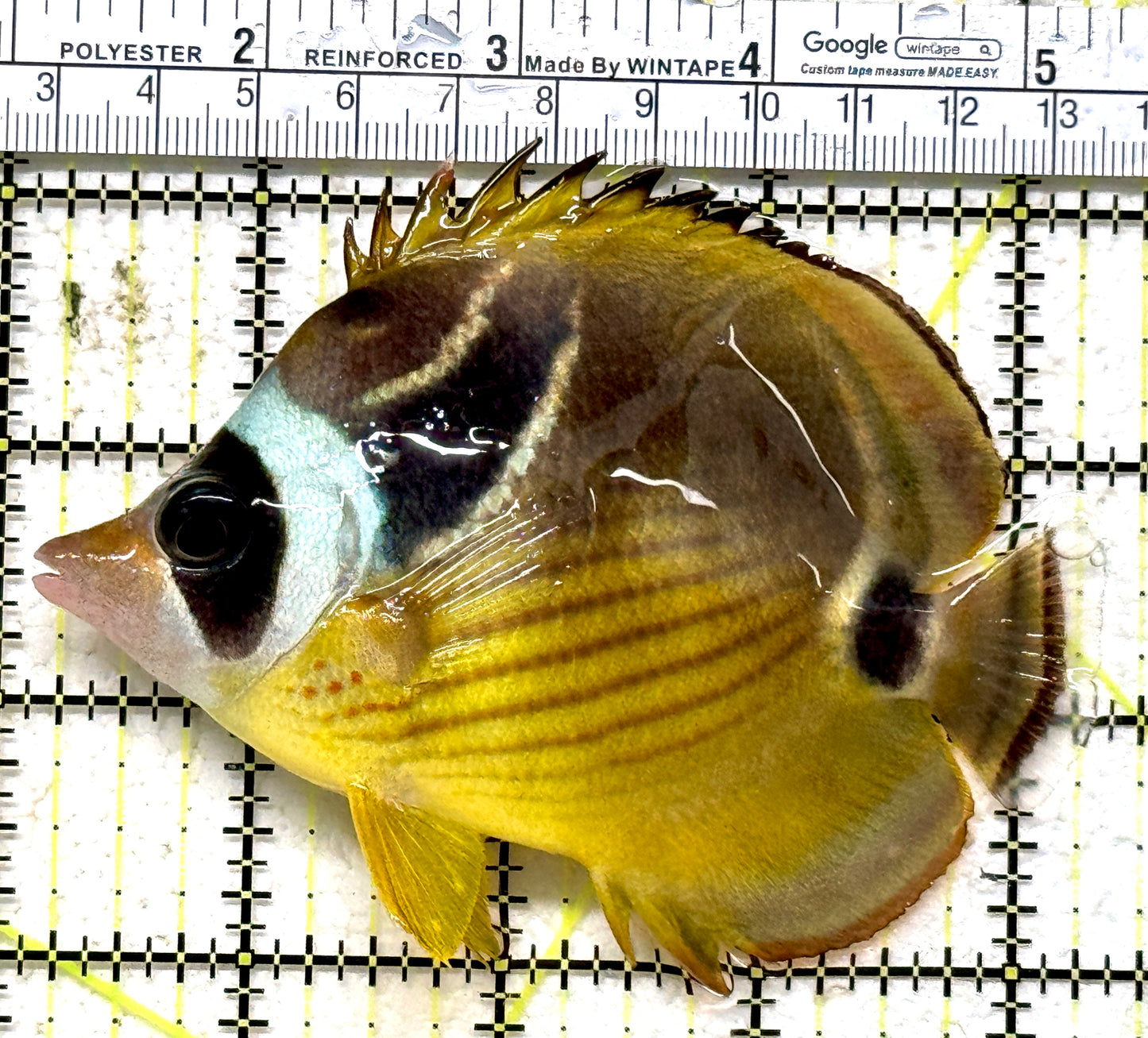 Raccoon Butterflyfish RB071301 WYSIWYG Size: M 4" approx