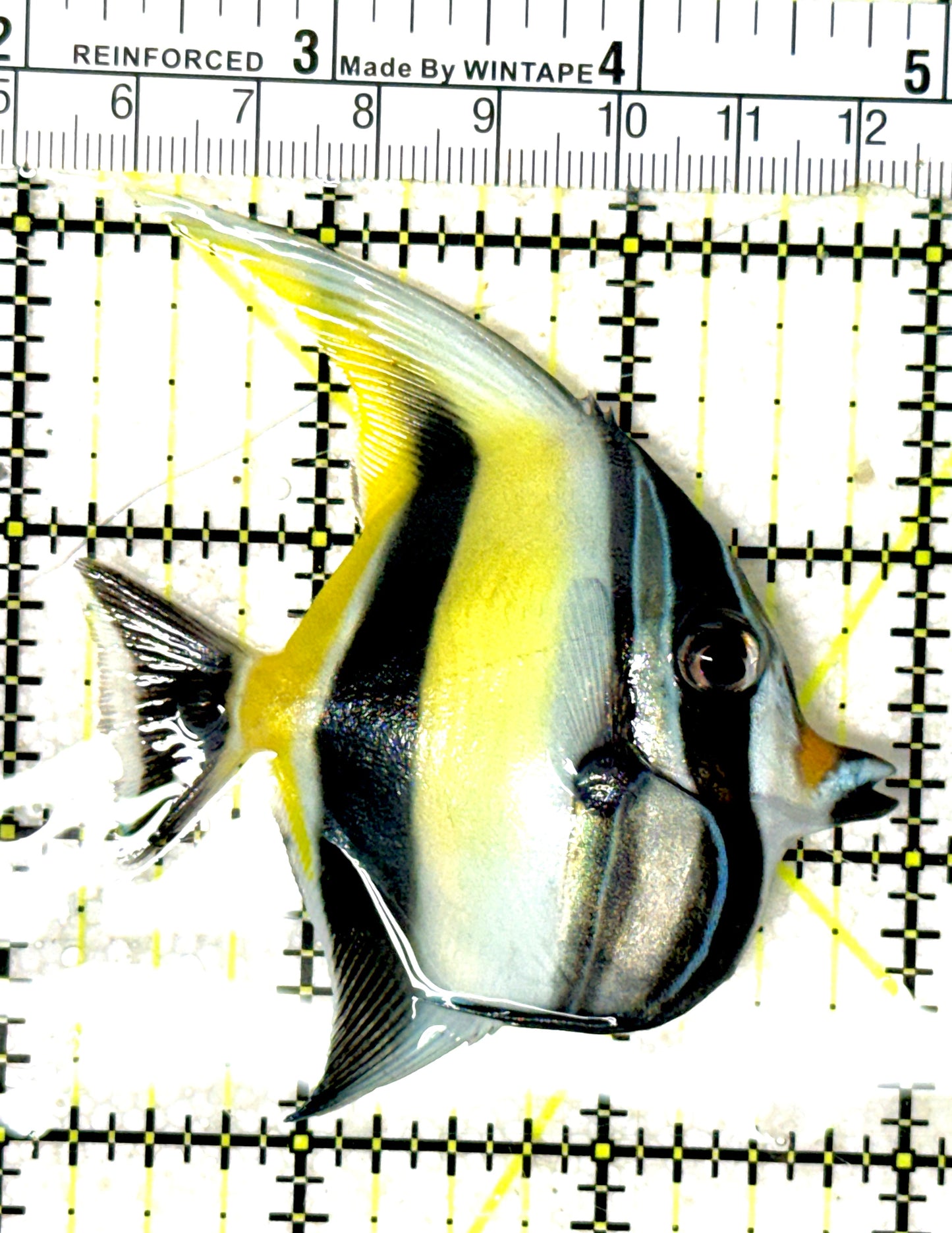 Moorish Idol MI051902 WYSIWYG Size: M 3" approx