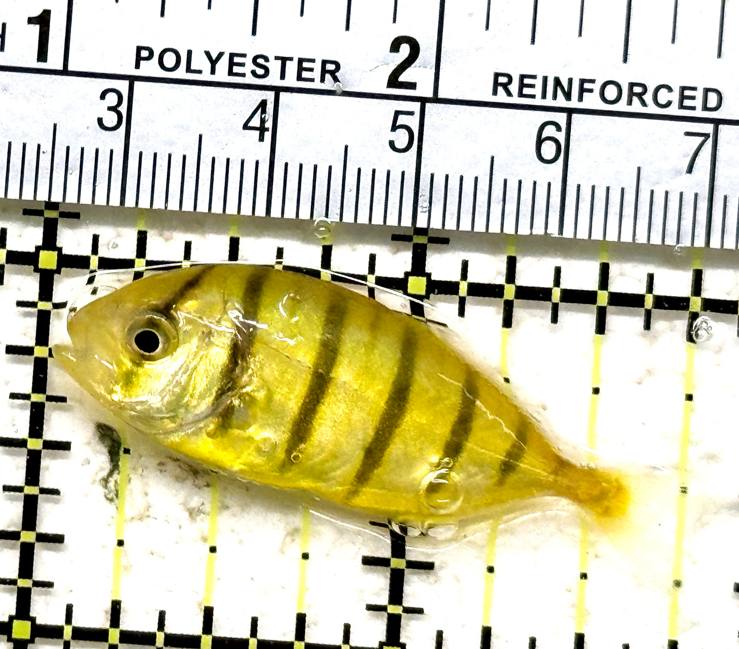 Gold Black Pilot Fish GBPF071301 WYSIWYG Size: Tiny 1.75" approx