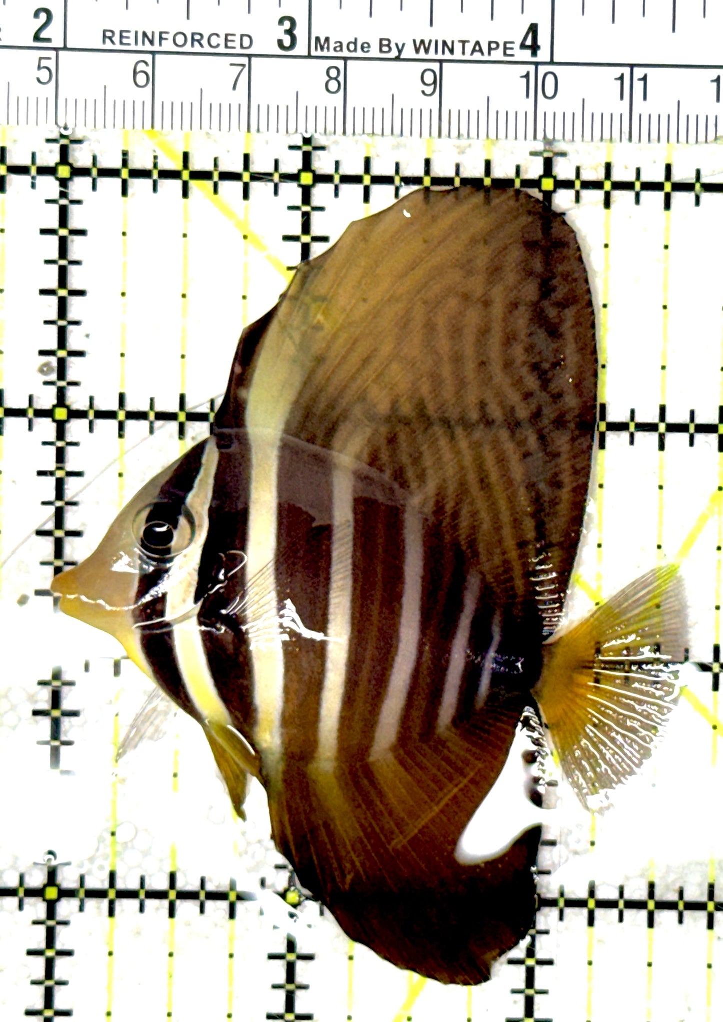 Sailfin Tang ST051903 WYSIWYG Size: M 2.75" approx - Violet Aquarium