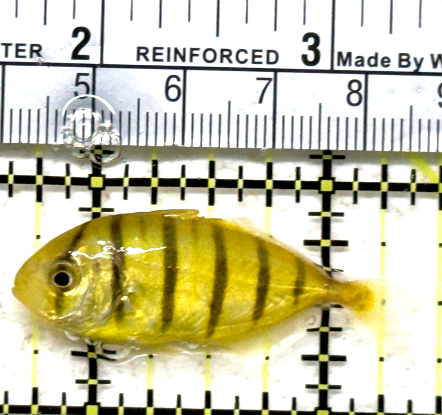 Gold Black Pilot Fish GBPF071302 WYSIWYG Size: Tiny 1.5" approx