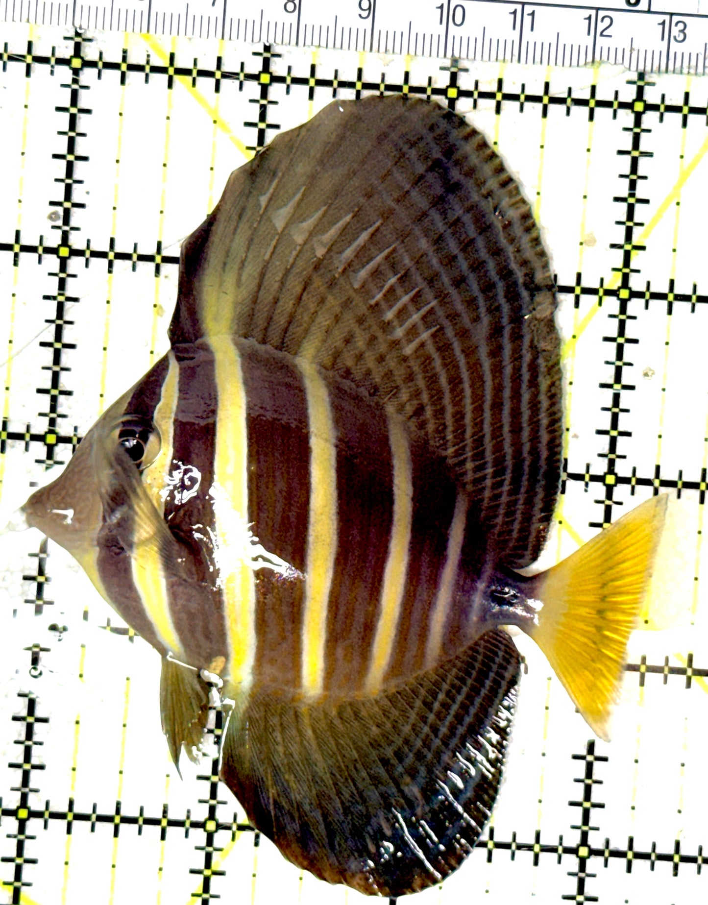Sailfin Tang ST051904 WYSIWYG Size: ML 3.25" approx