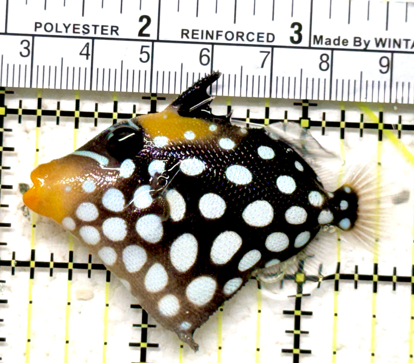 Clown Triggerfish CT071302 WYSIWYG Size: SM 2.25" approx