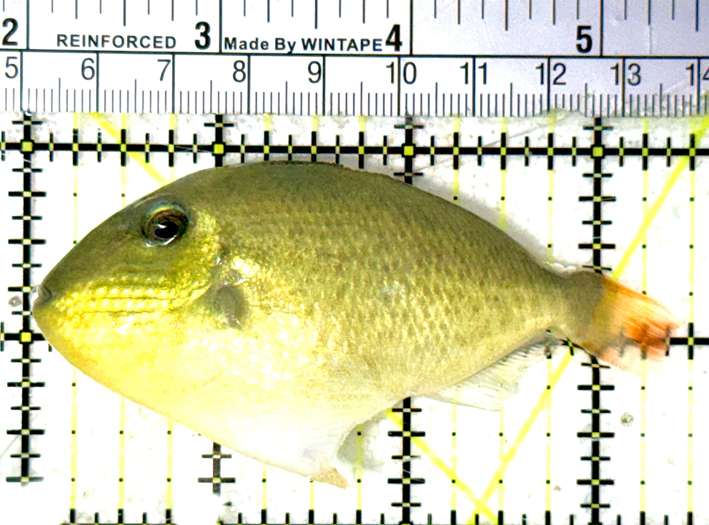 Goldenback Triggerfish GT051801 WYSIWYG Size: M (Juvenile 3.5" approx) See Note