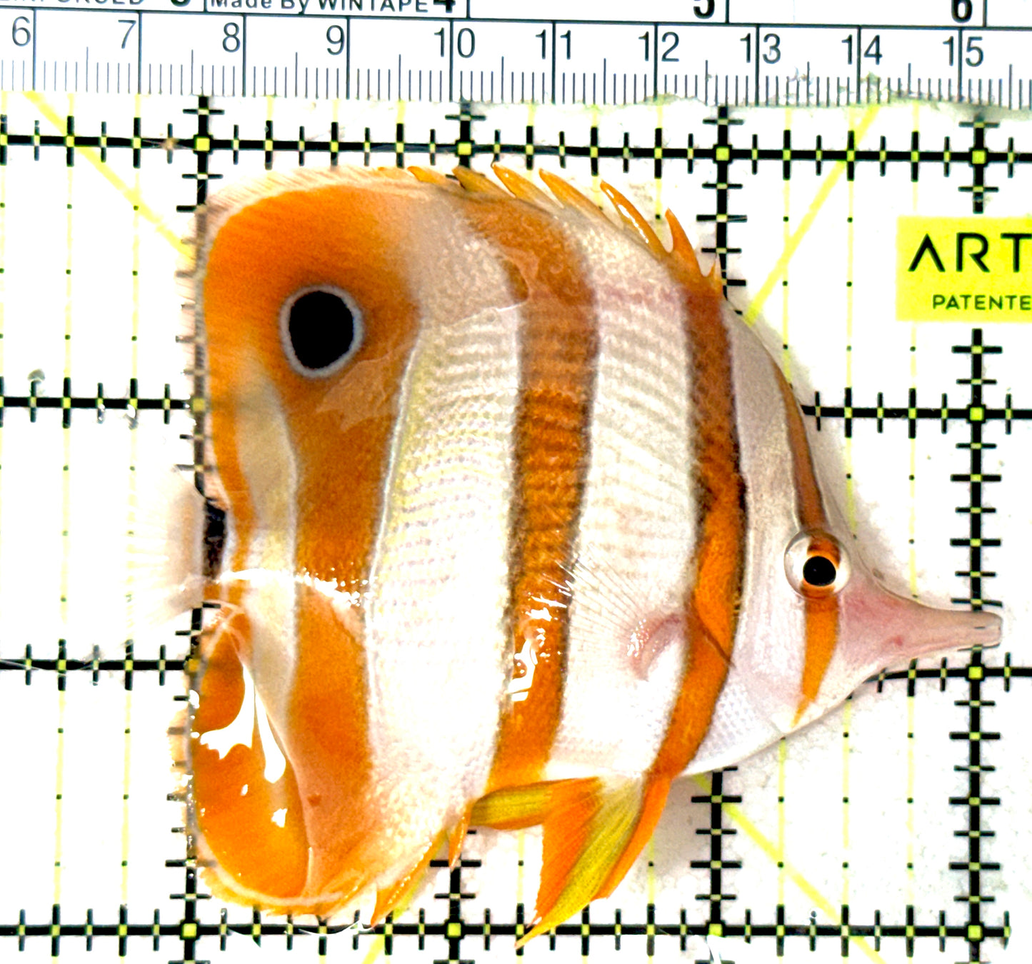 Copperband Butterflyfish CB051802 WYSIWYG Size: L 3.5" approx