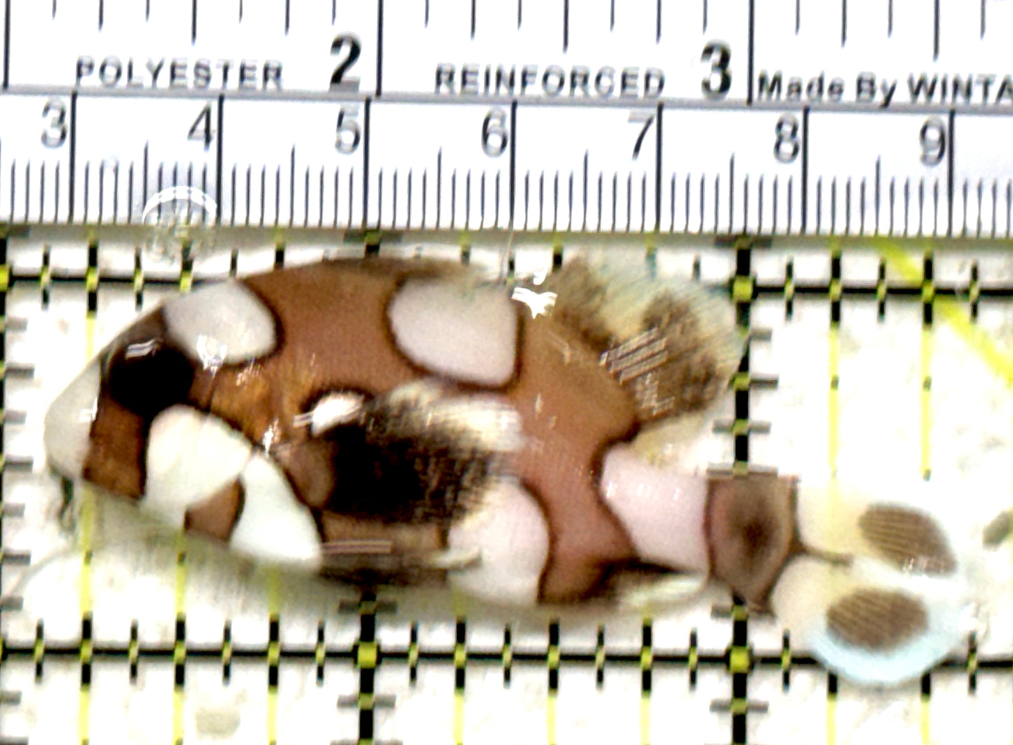Harlequin Spotted Grunt Sweetlips HSGS071301 WYSIWYG Size: S 2.5" approx