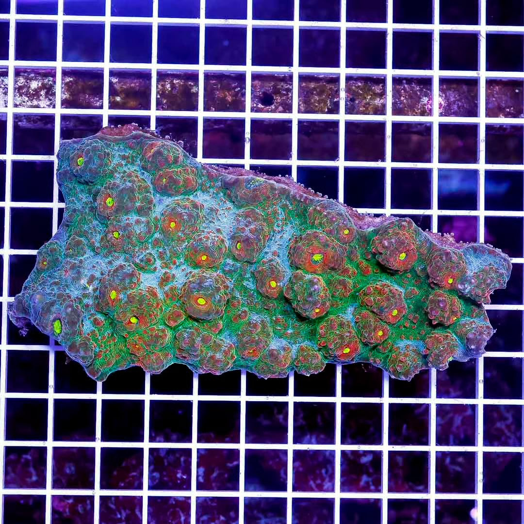 Ultra Aussie Chalice Mother Colony UACMC100801 WYSIWYG