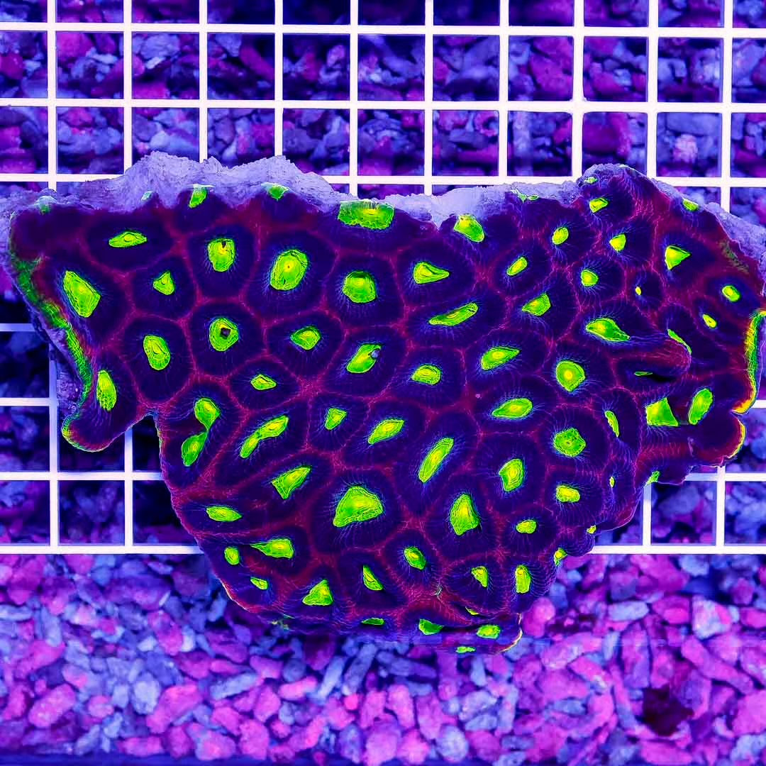 Ultra Aussie Prism Favia Mother Colony UAPFMC100801 WYSIWYG