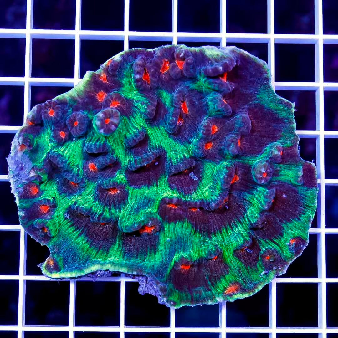 Indo Metallic Mycedium Mother Colony IMMMC100801 WYSIWYG