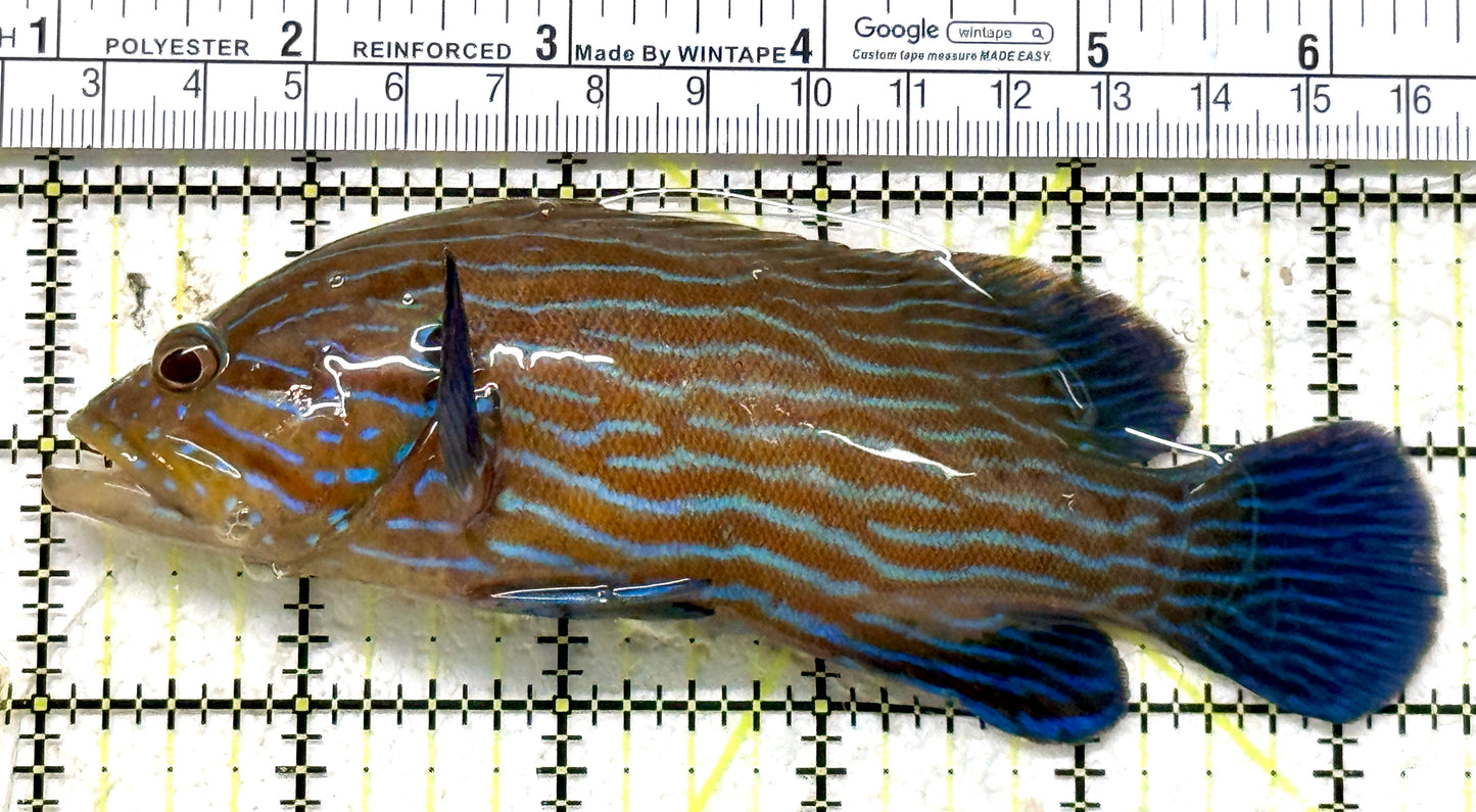 Blueline Grouper BG071301 WYSIWYG Size: XL 5.5" approx
