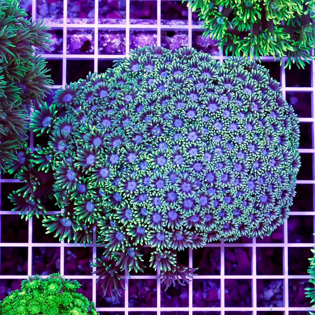 Aussie Metallic Green/Yellow Goniopora Mother Colony AMGYGMC100801 WYSIWYG