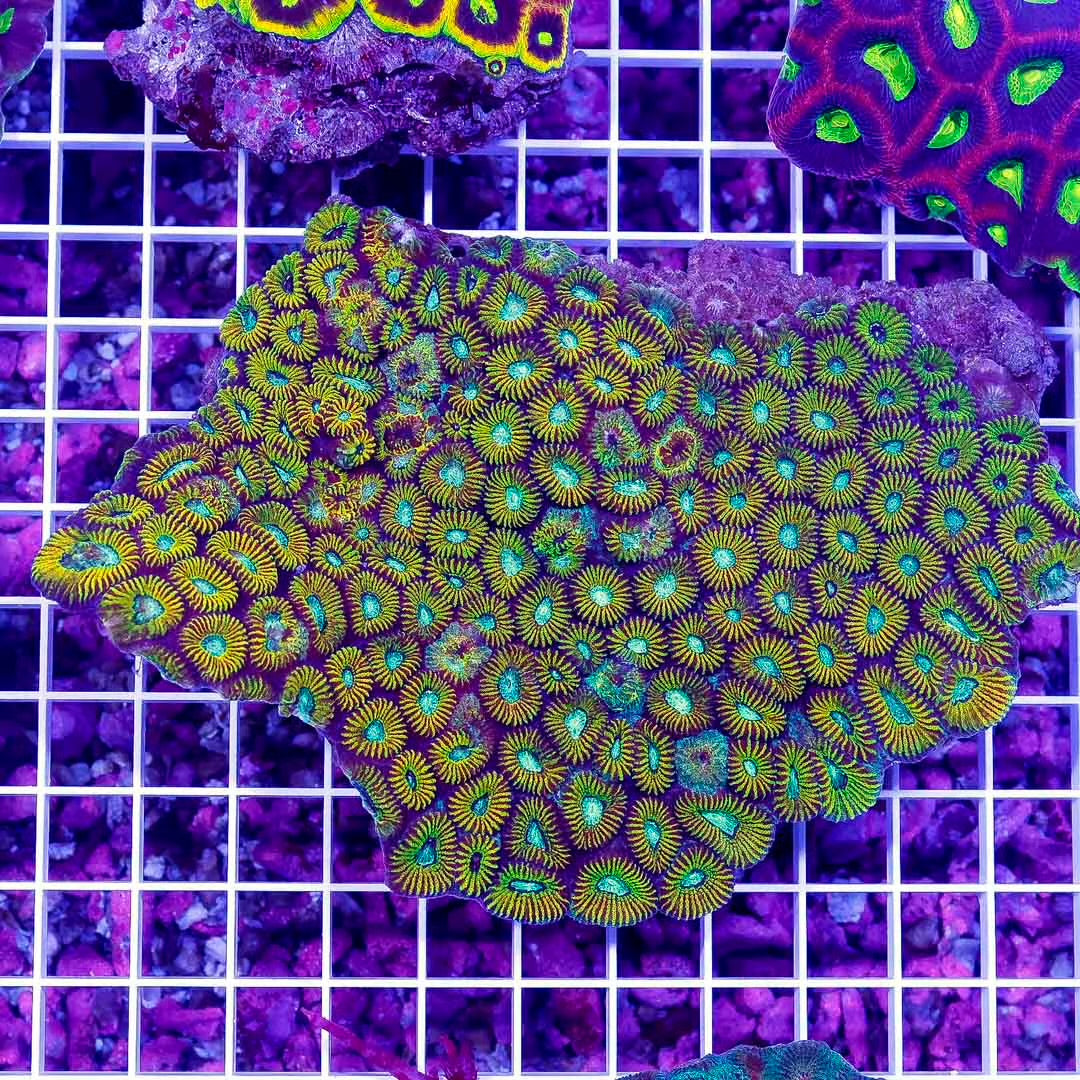 Aussie Metallic Favia Mother Colony AMFMC100801 WYSIWYG