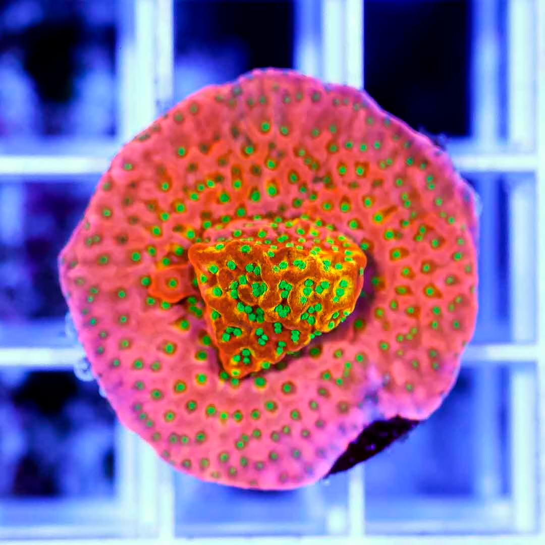 Indo Montipora Frag Mother Colony IMFMC100802 WYSIWYG