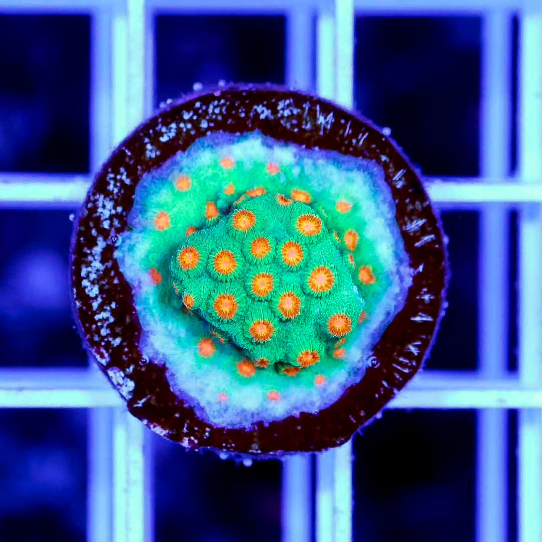 Aussie Cyphastrea Frag Mother Colony ACFMC100801 WYSIWYG