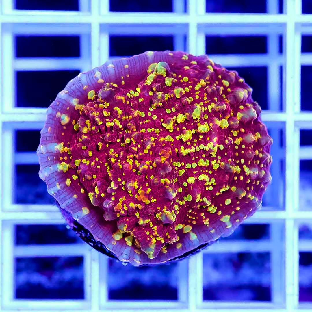Aussie Chalice Frag Mother Colony ACFMC100801 WYSIWYG