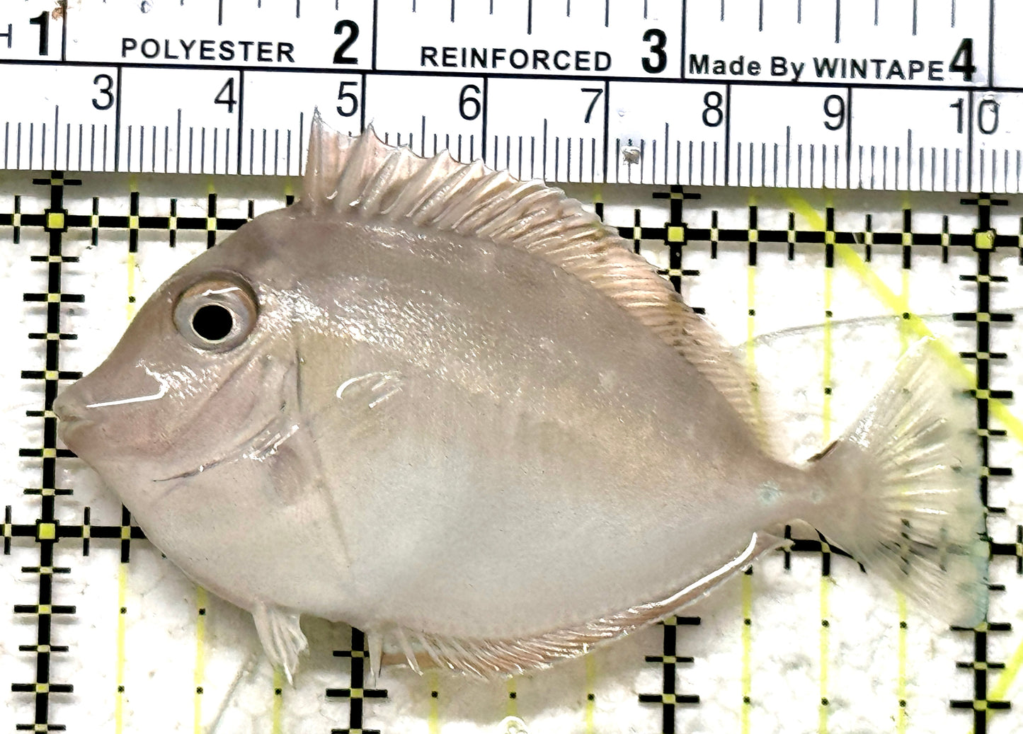 Naso Tang NT071301 WYSIWYG Size: S 3" approx