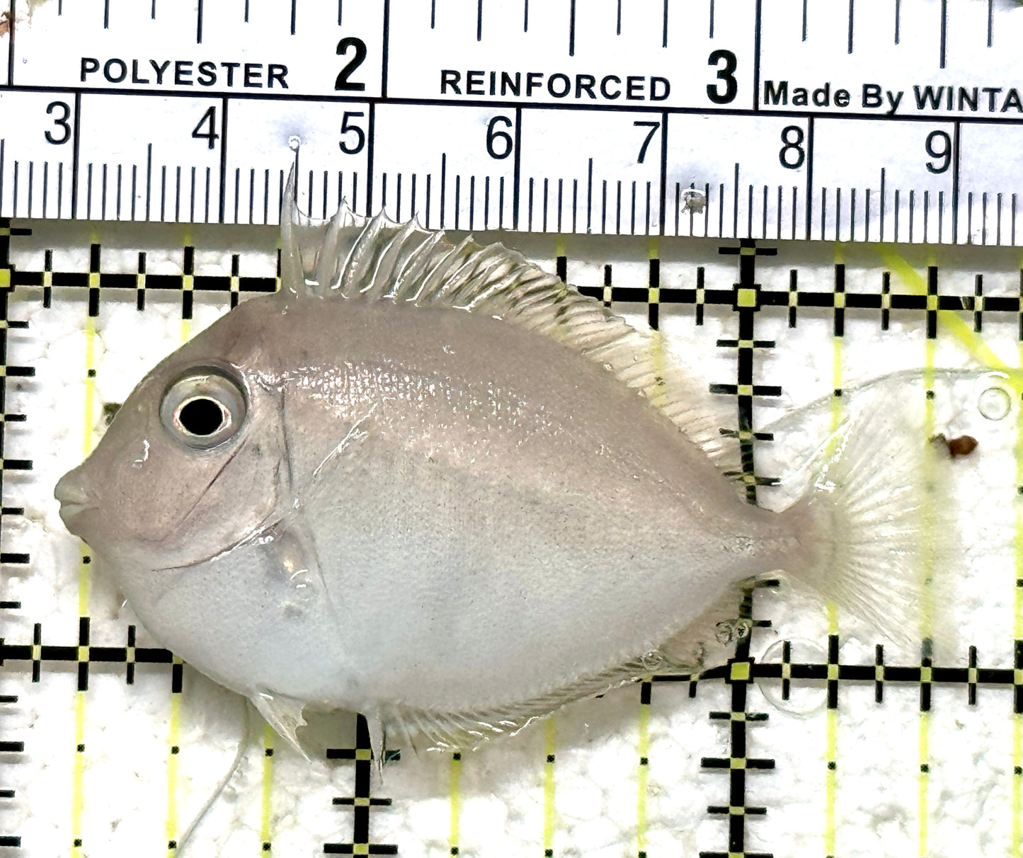Naso Tang NT071303 WYSIWYG Size: S 3.25" approx