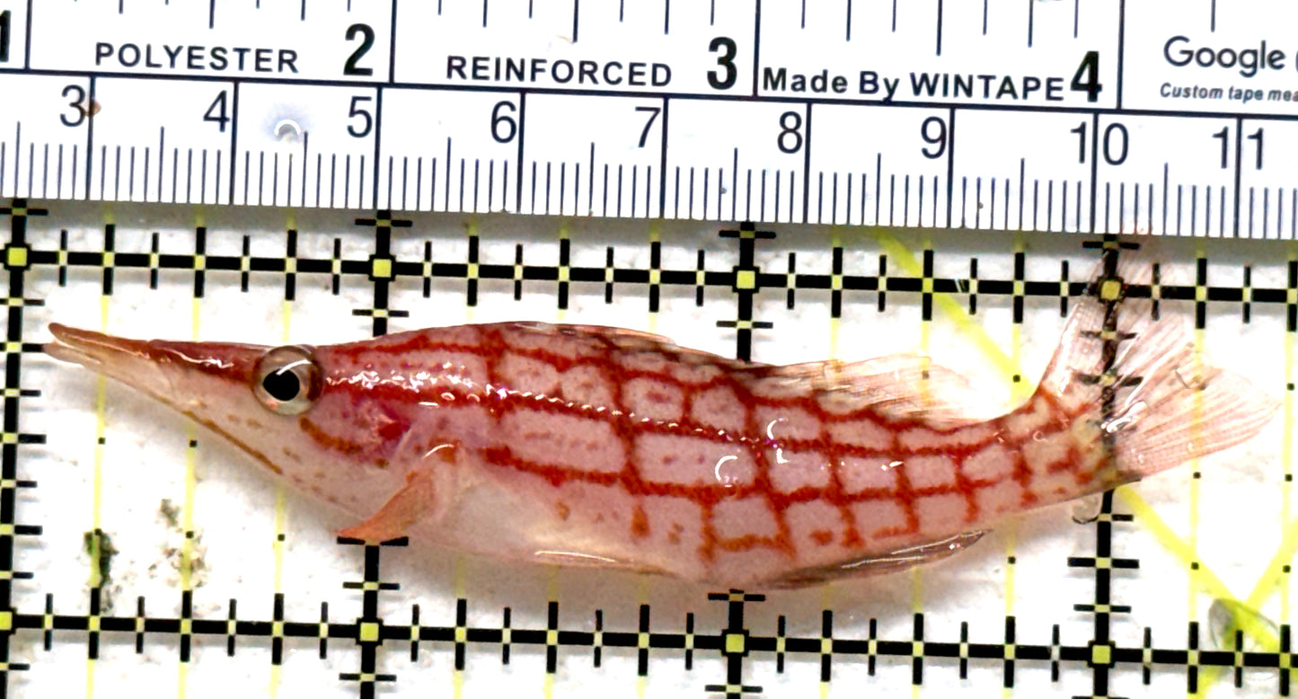 Longnose Hawkfish LH071301 WYSIWYG Size: XL 3.5" approx