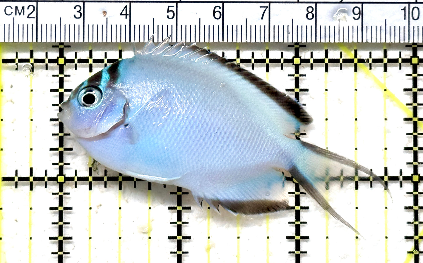 Watanabe Angelfish (Female) WA071201 WYSIWYG Size: M 2.75" approx