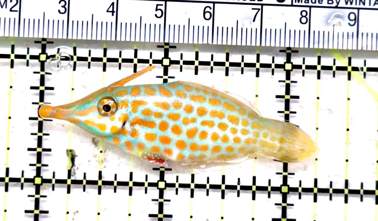 Orange Spotted Filefish OSF071201 WYSIWYG Size: L 2.25" approx