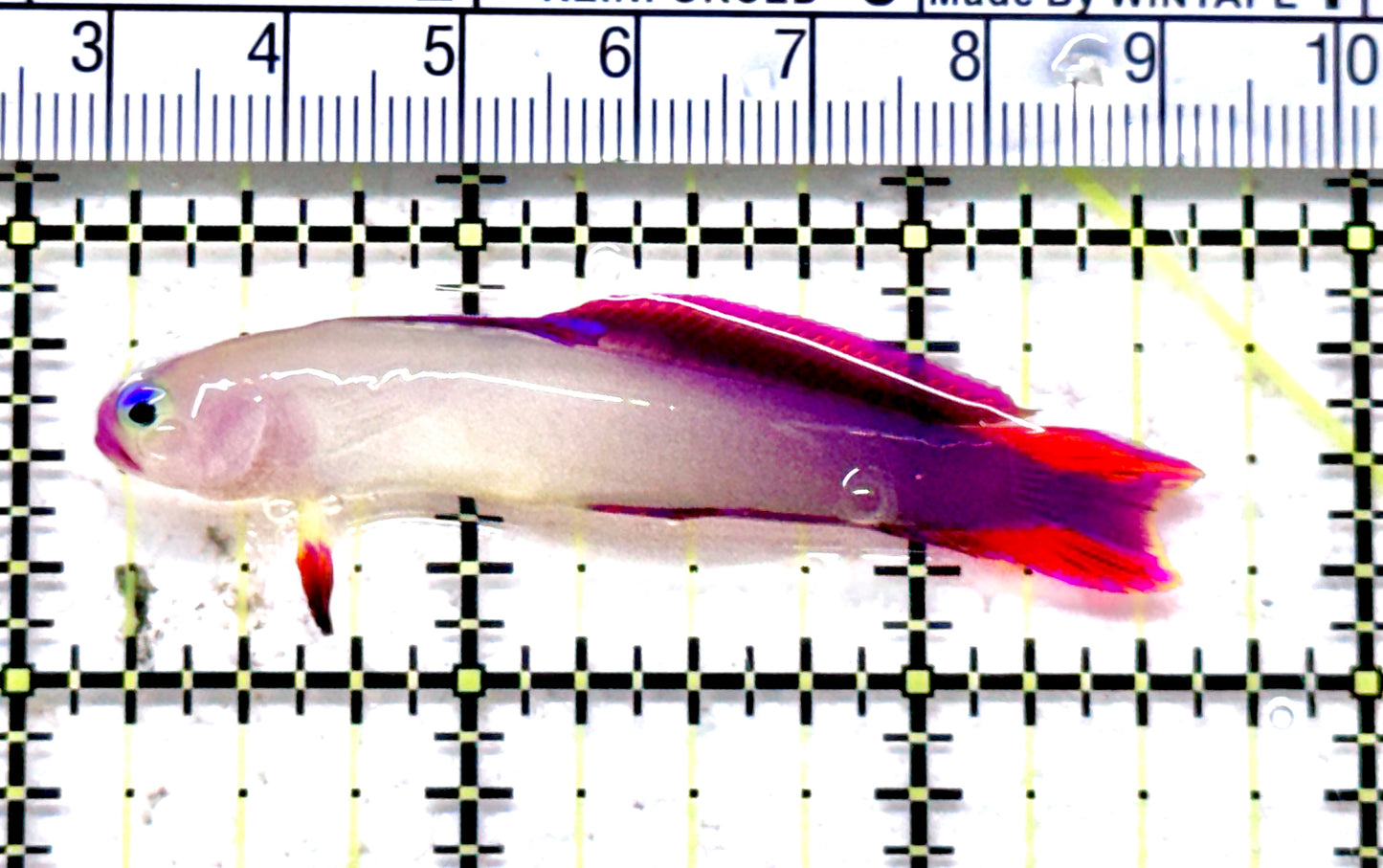 Purple Firefish Goby PFG071201 WYSIWYG Size:2.5 approx