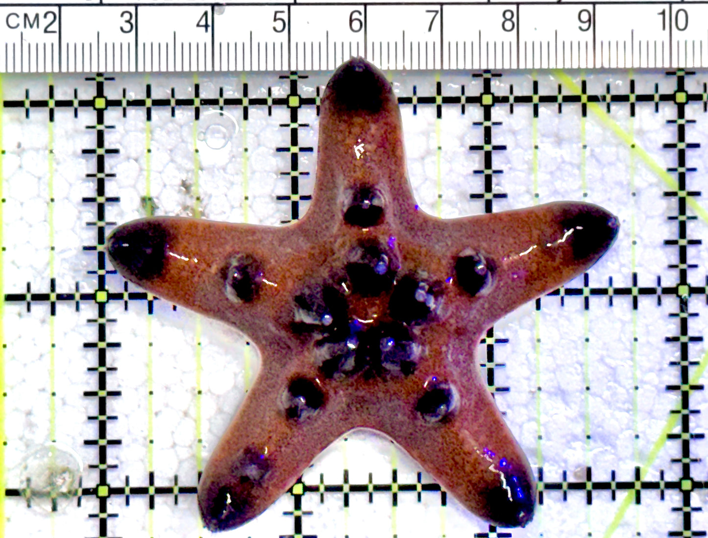 Chocolate Chip Starfish CCS071201 WYSIWYG Size: 2.75" approx