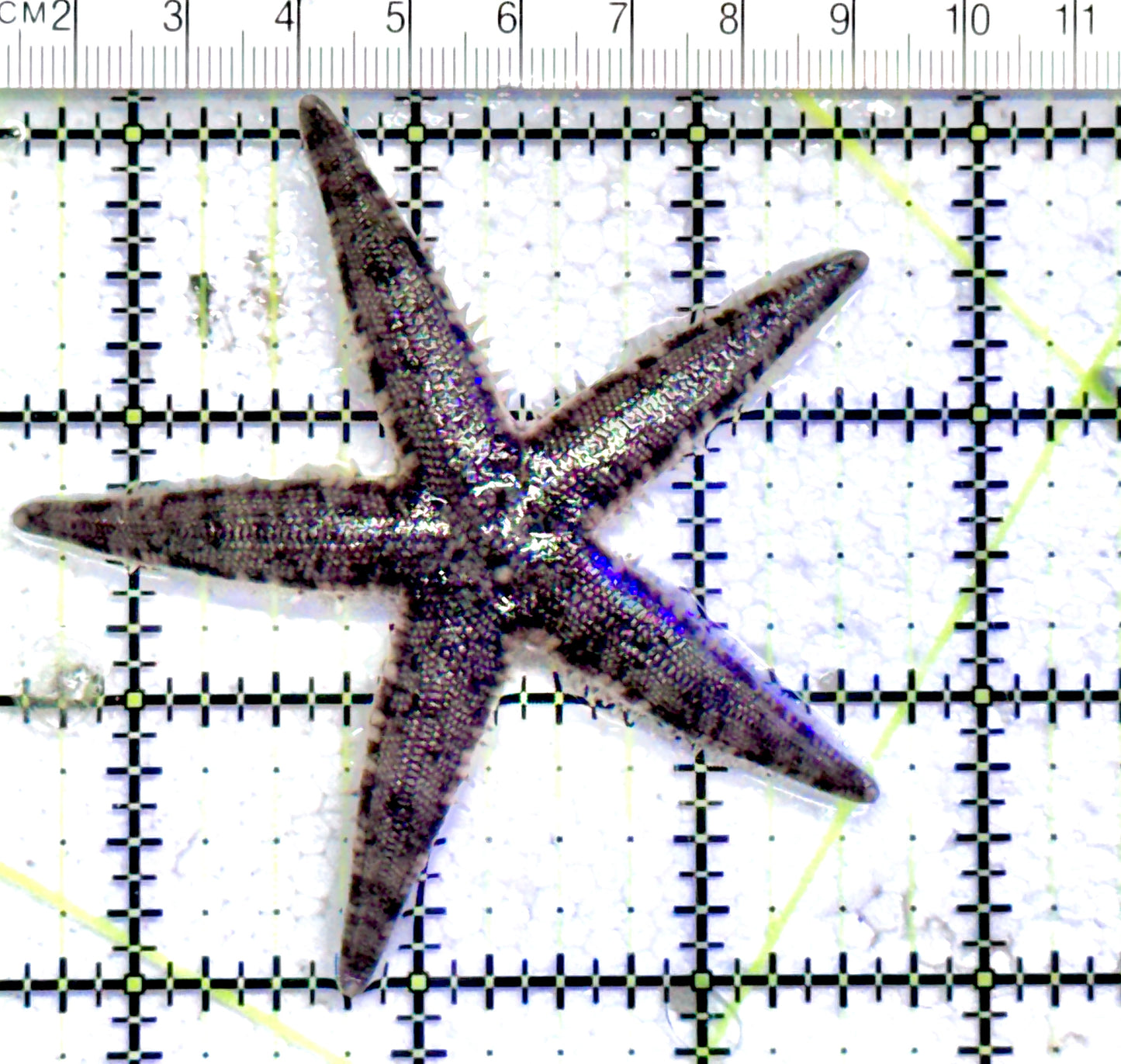 Sand Shifting Starfish SSS071203 WYSIWYG Size:3" approx