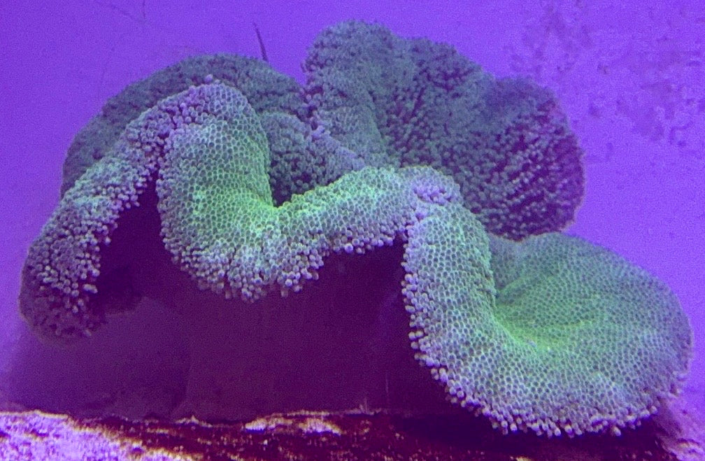 Green Carpet Anemone (Haddoni) GCA072702 WYSIWYG Size: SHOW XXL 10" and above