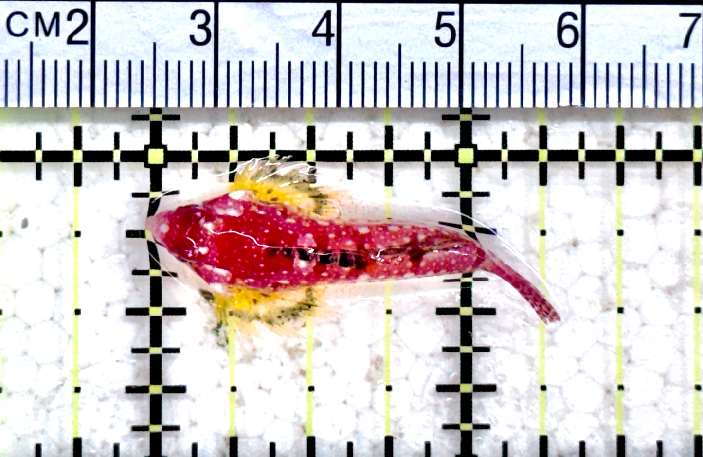 Ruby Red Draggonet RRD071201 WYSIWYG Size: 1.25" approx