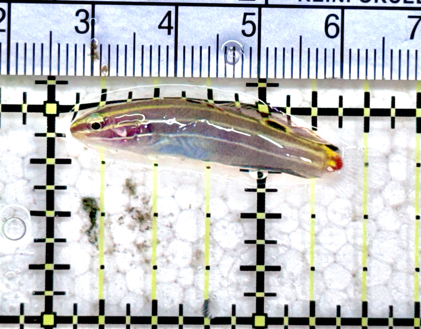 Hector's Goby HG071201 WYSIWYG Size: Tiny 1.5" approx