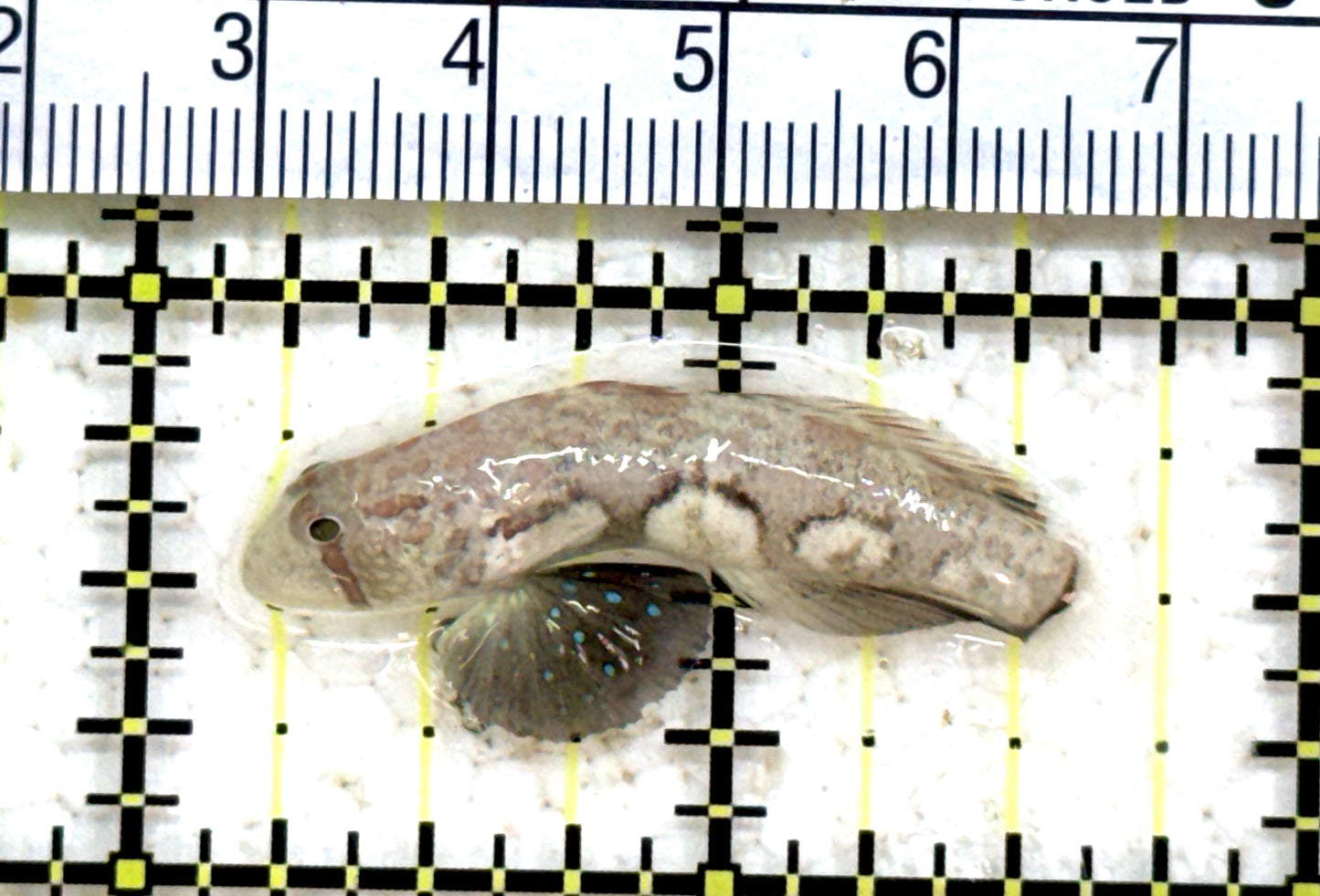 Signal Goby SG071201 WYSIWYG Size: L 1.5" approx