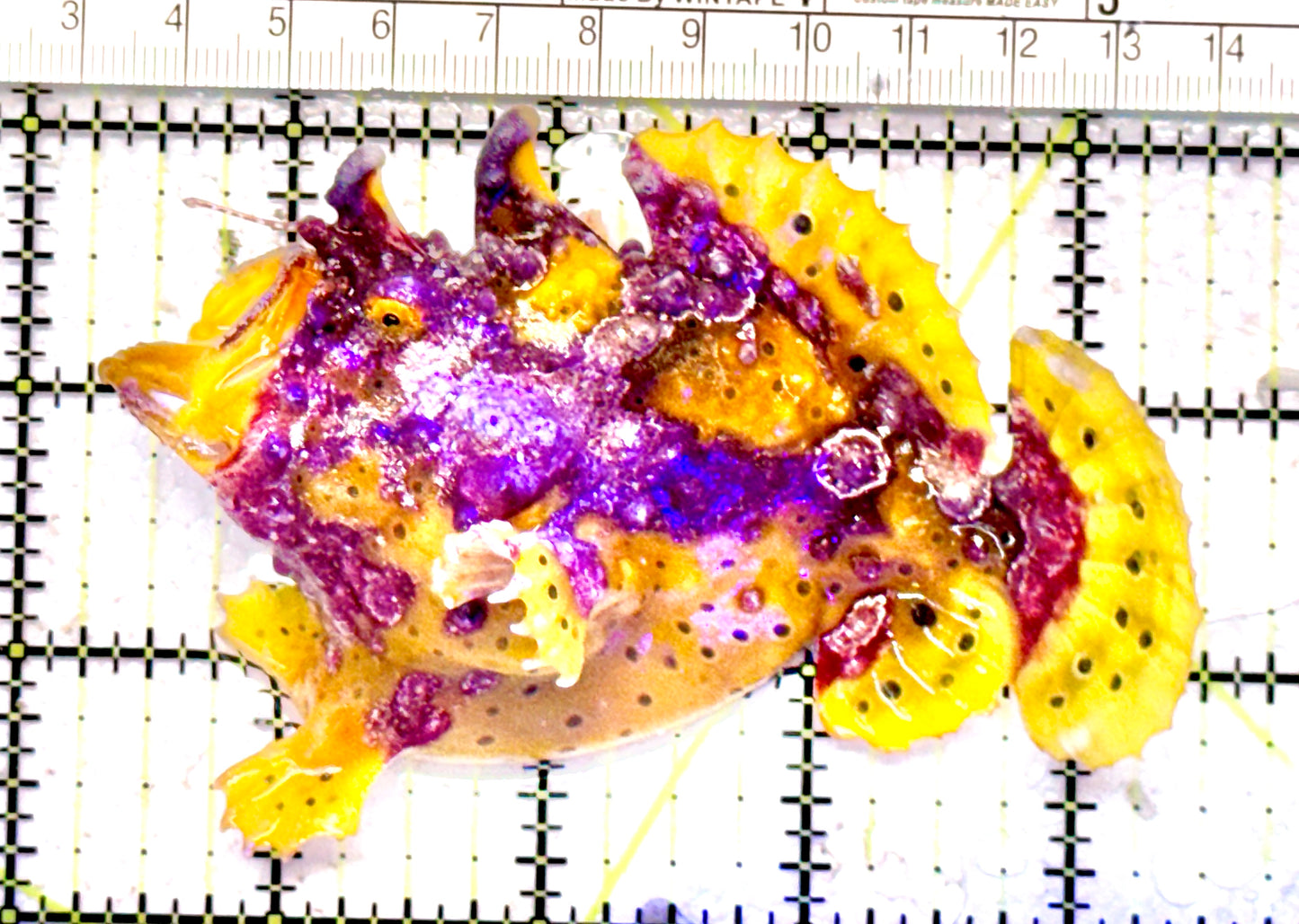 Yellow Pink Warty Angler YPWA071201 WYSIWYG Size: XL 4.25" Approx