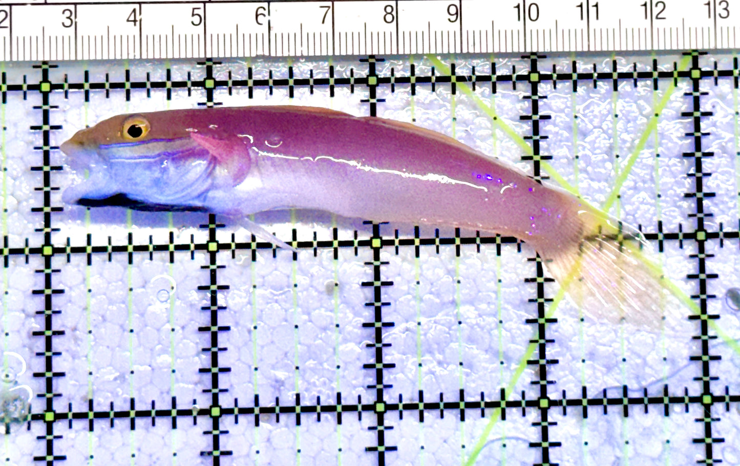 Bella Rose Sand Shifting Goby BRSSG071201 WYSIWYG Size: L 4" approx