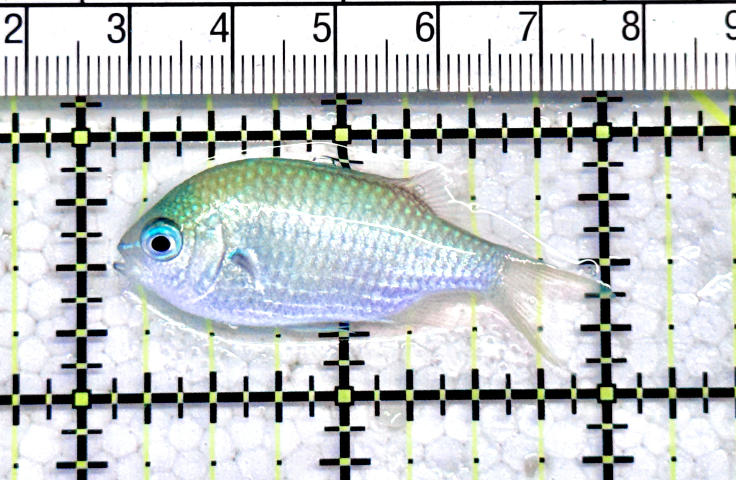 Green Chromis Fish GCF071201 WYSIWYG Size: S 2" approx