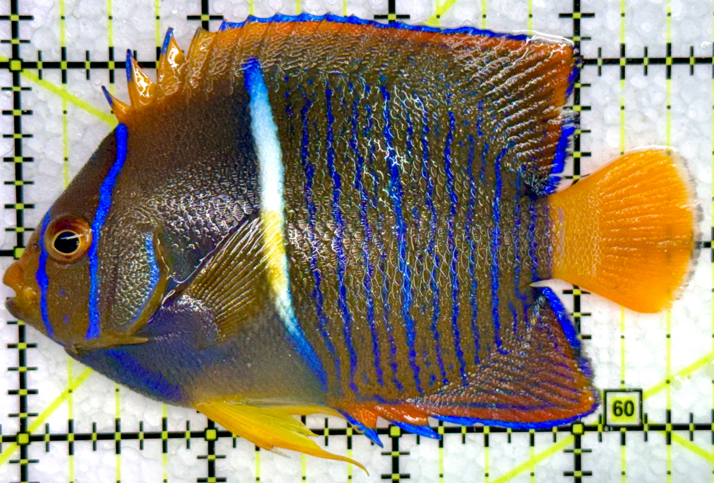 Passer King Angelfish PKA072102 WYSIWYG Size: M 3.75"