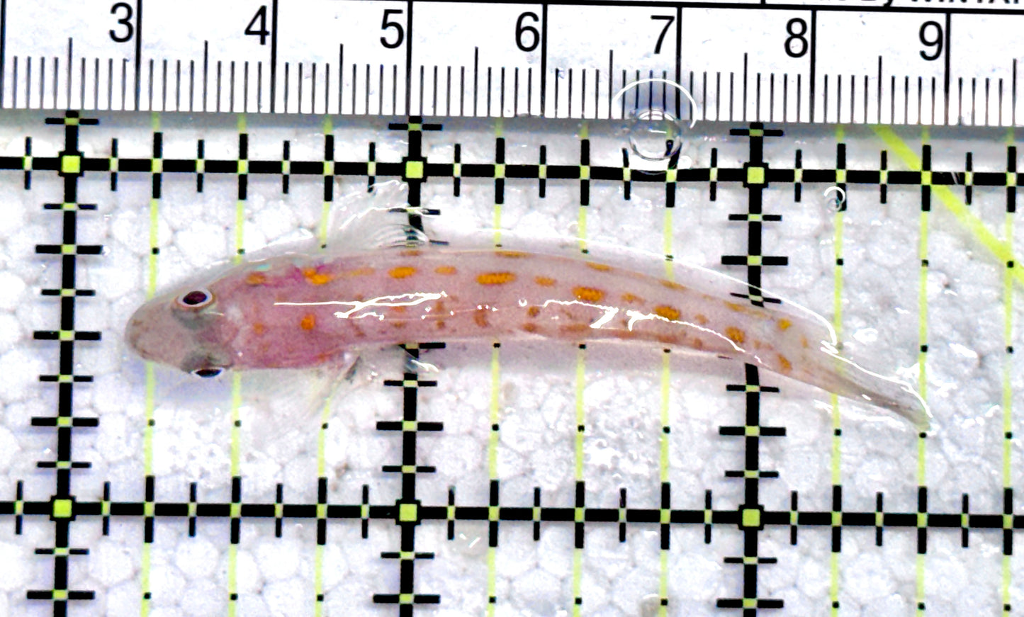 Diamond Watchman Goby DWG071201 WYSIWYG Size: M 2.25"approx